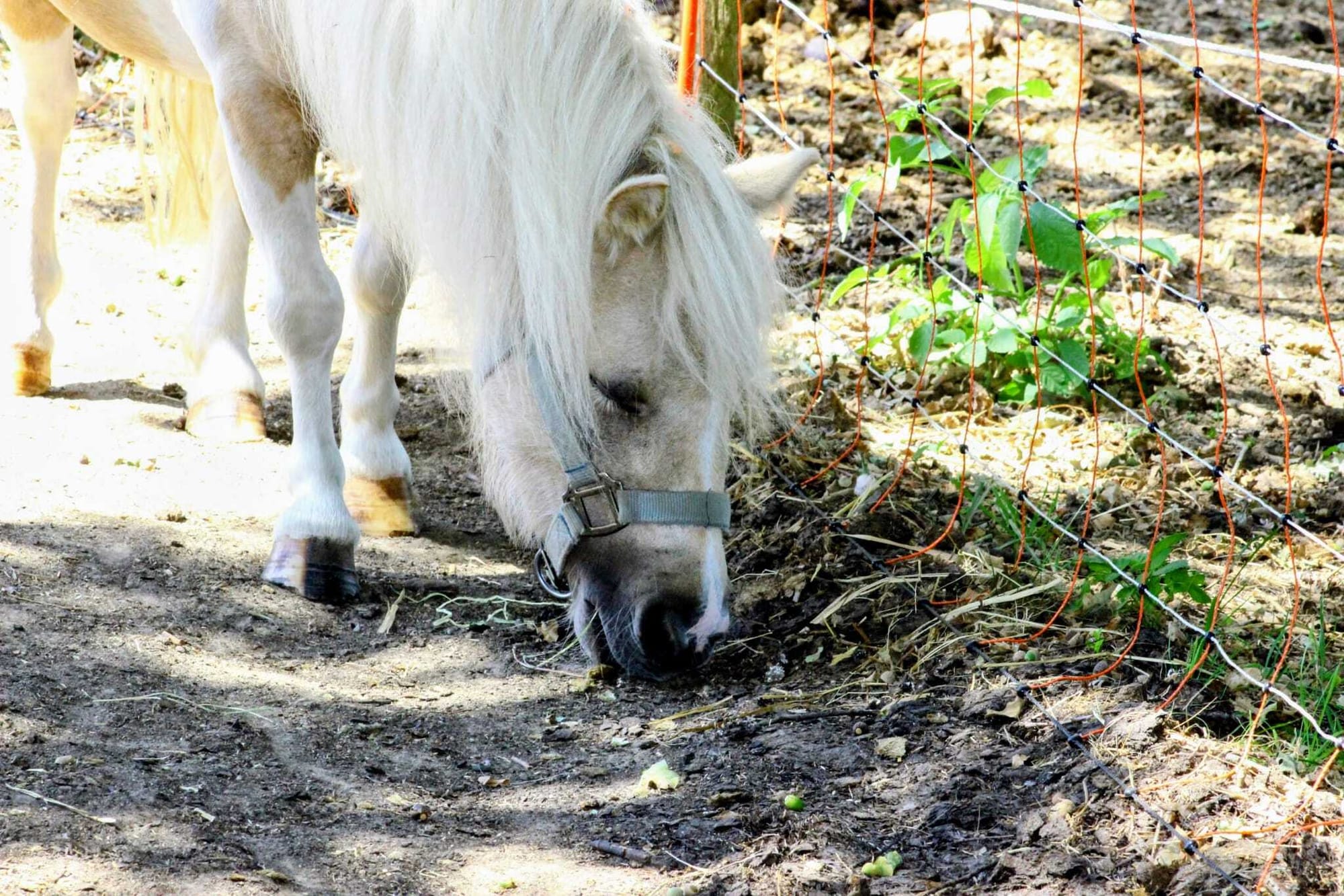 Cours Baby Poney