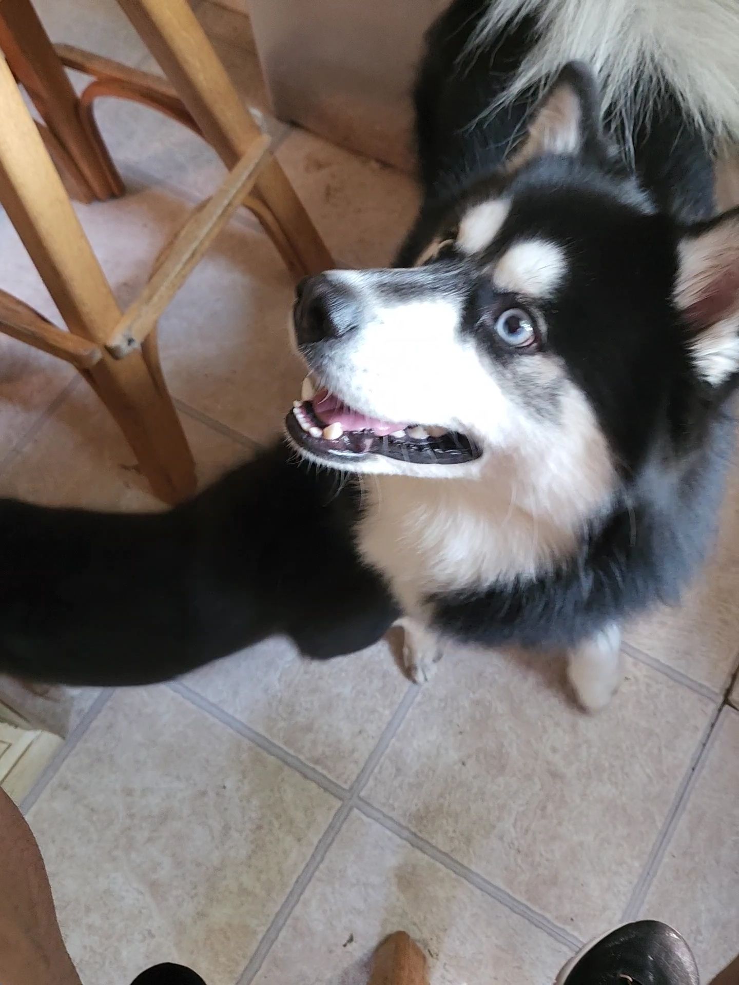 Walker - Multigenerational Pomsky | Virginia