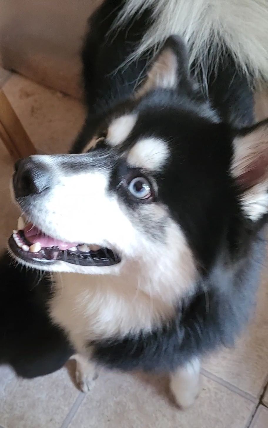 Walker - Multigenerational Pomsky | Virginia