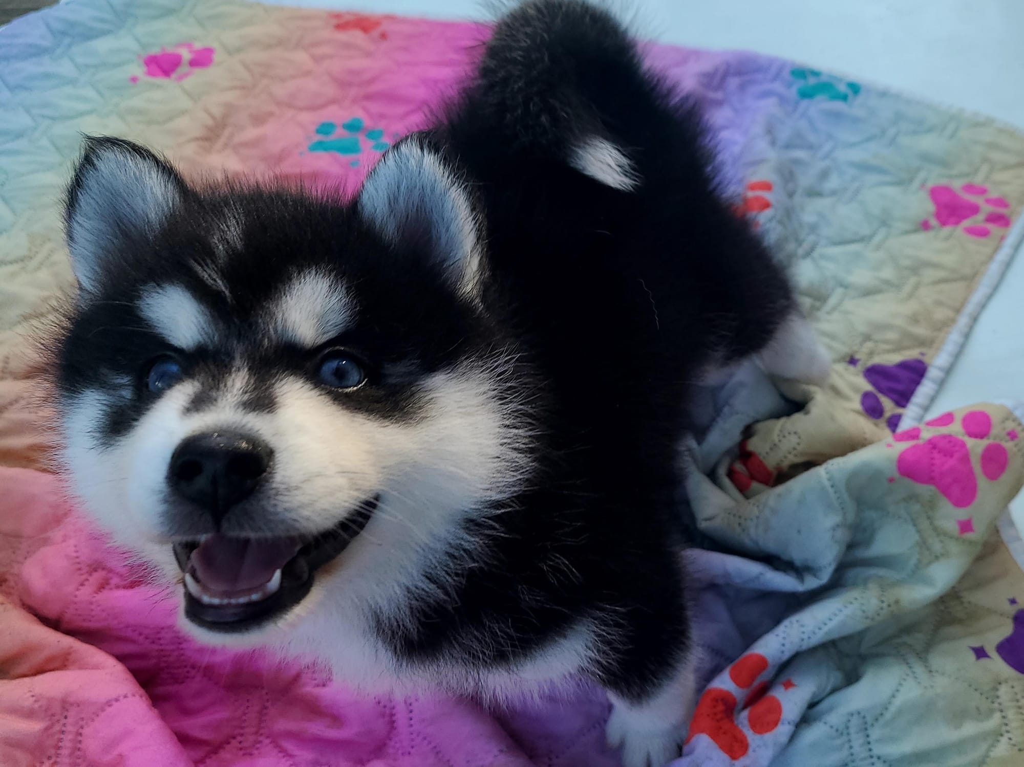 Walker - Multigenerational Pomsky | Virginia