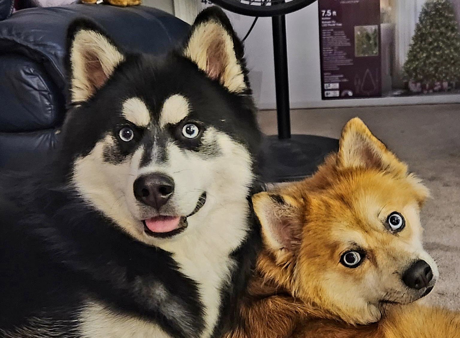 Walker - Multigenerational Pomsky | Virginia