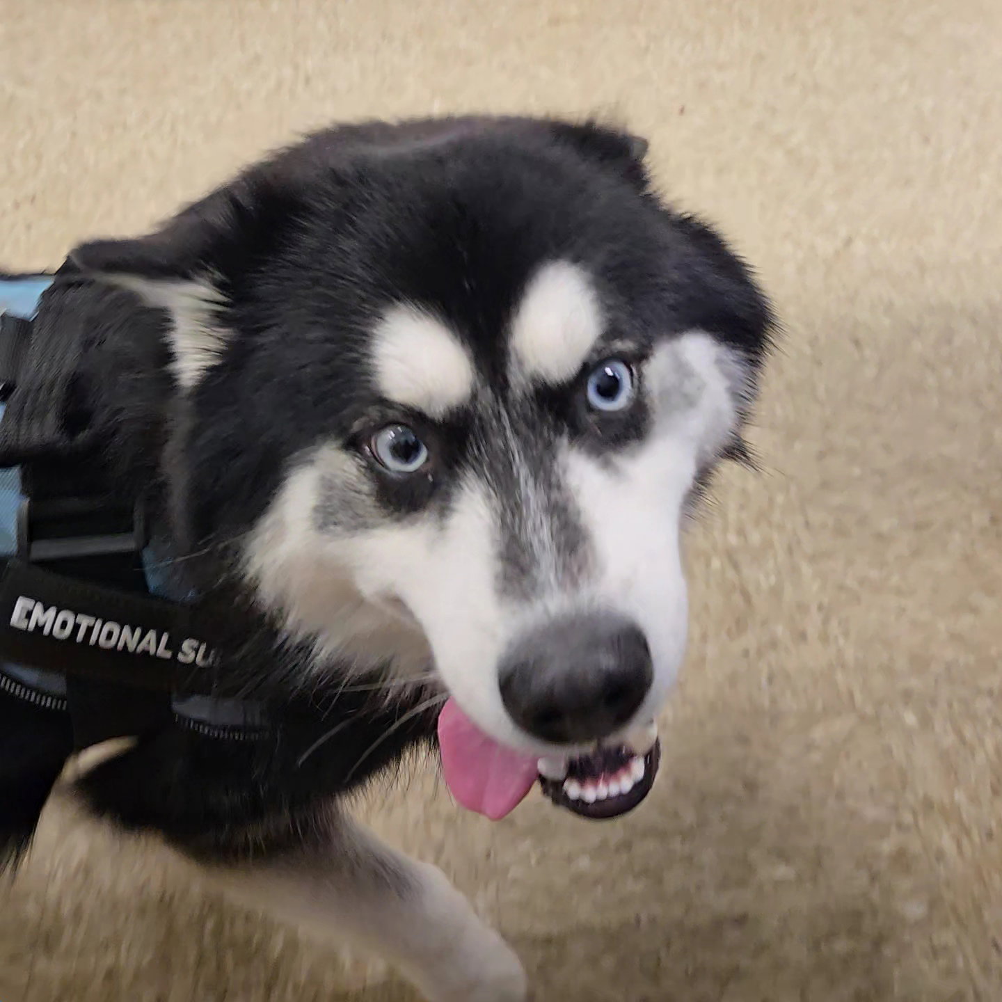 Walker - Multigenerational Pomsky | Virginia