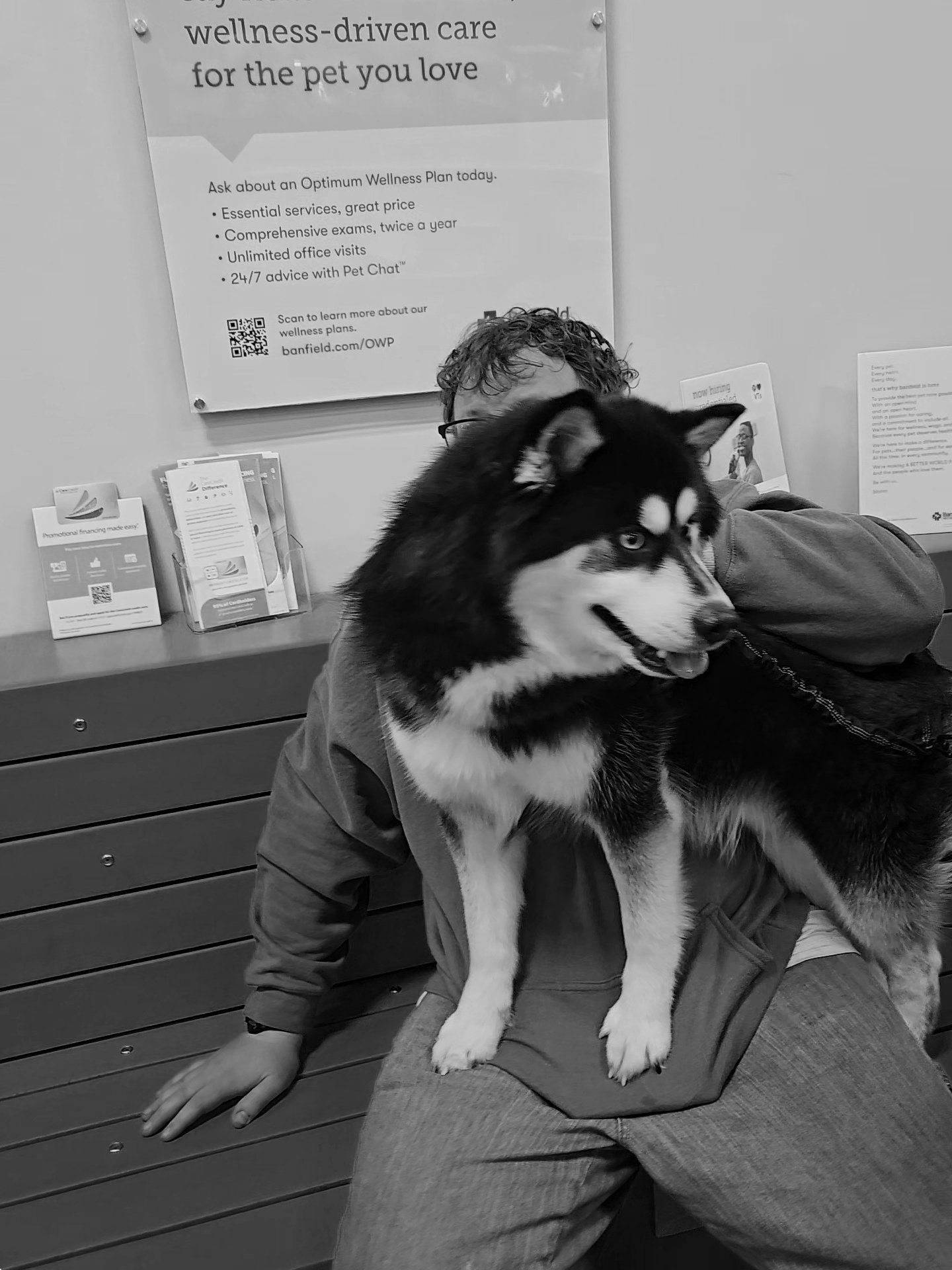 Walker - Multigenerational Pomsky | Virginia