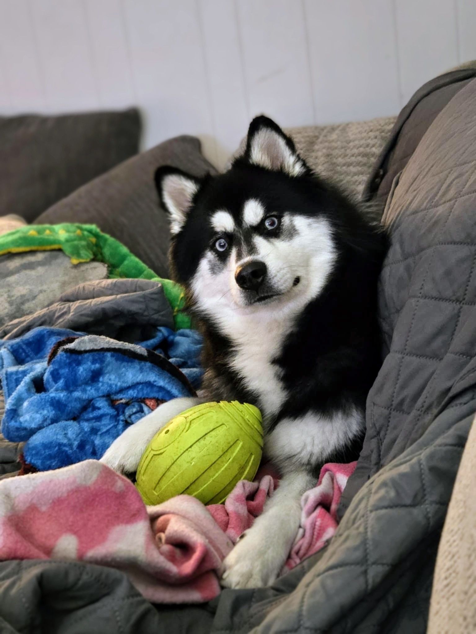 Walker - Multigenerational Pomsky | Virginia