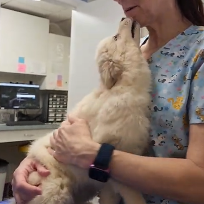 About Pomskies image