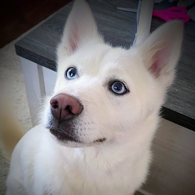 About Pomskies image