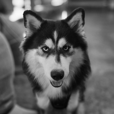 About Pomskies image