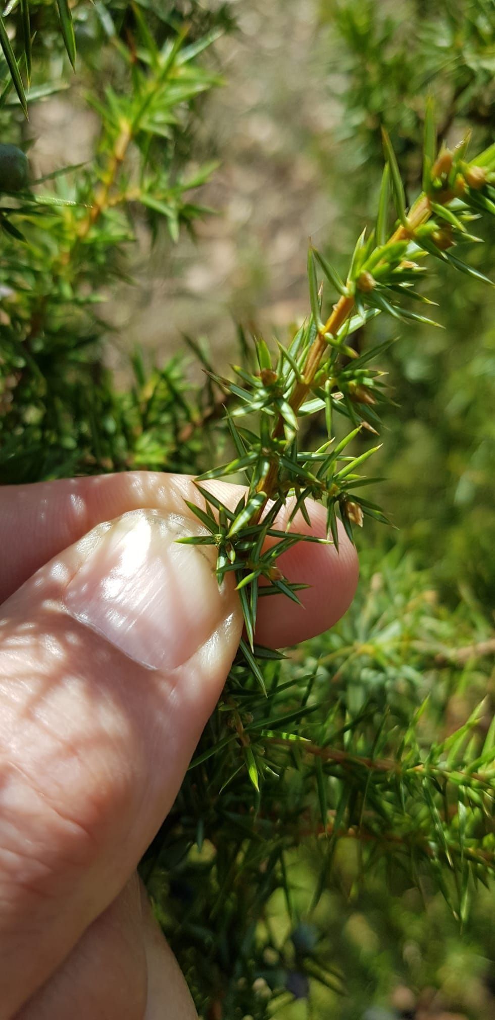 Wacholder in der Blüte