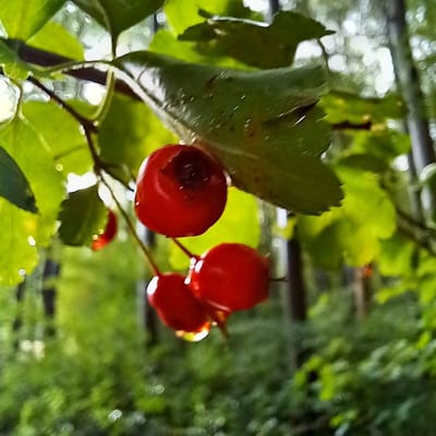 Wildkräuterführung Kornberg 2025