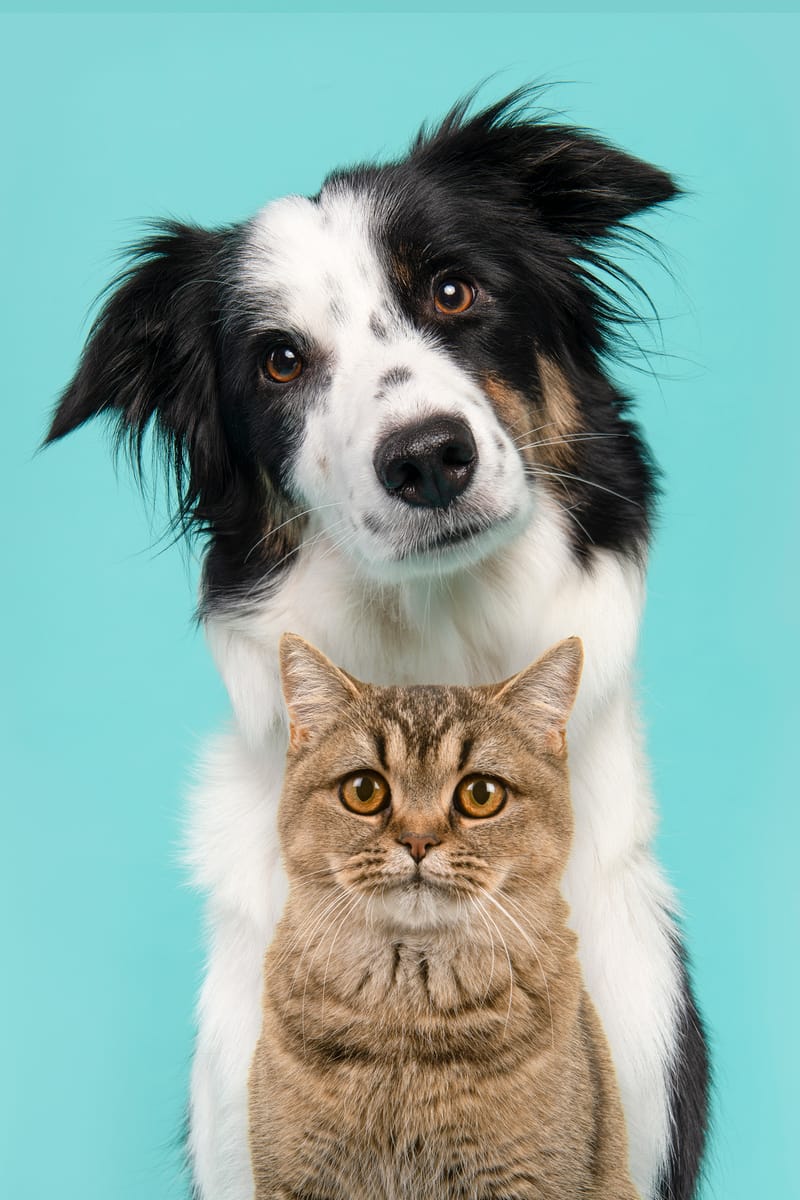 Hausapotheke von Kopf bis Pfote bei VHS Bad Boll