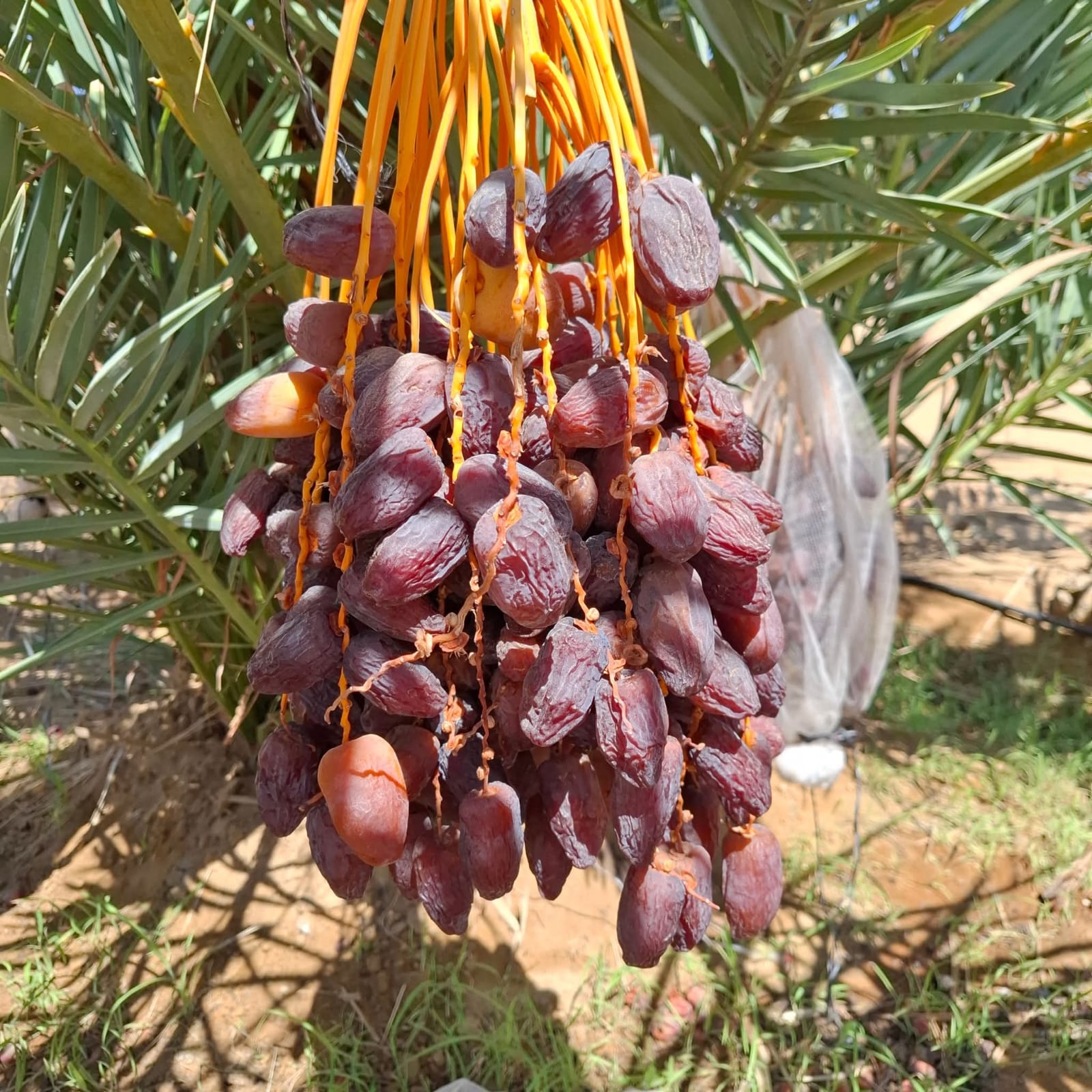 Medjool dates