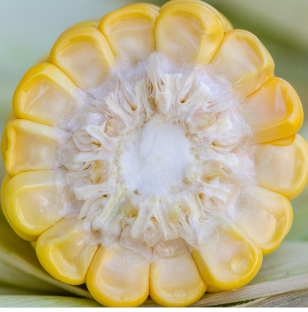 夏の食材なぞなぞ7