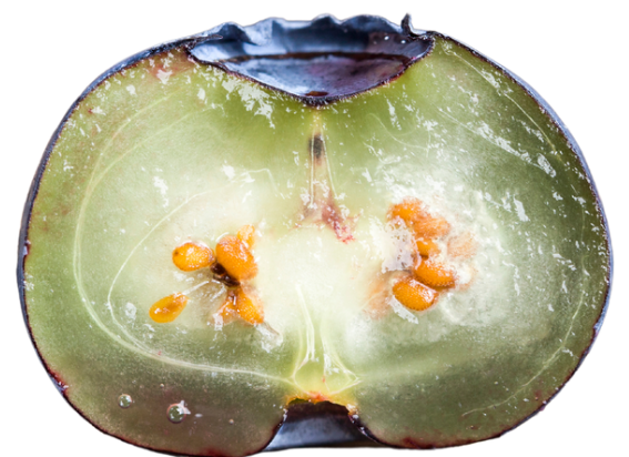 夏の食材なぞなぞ5