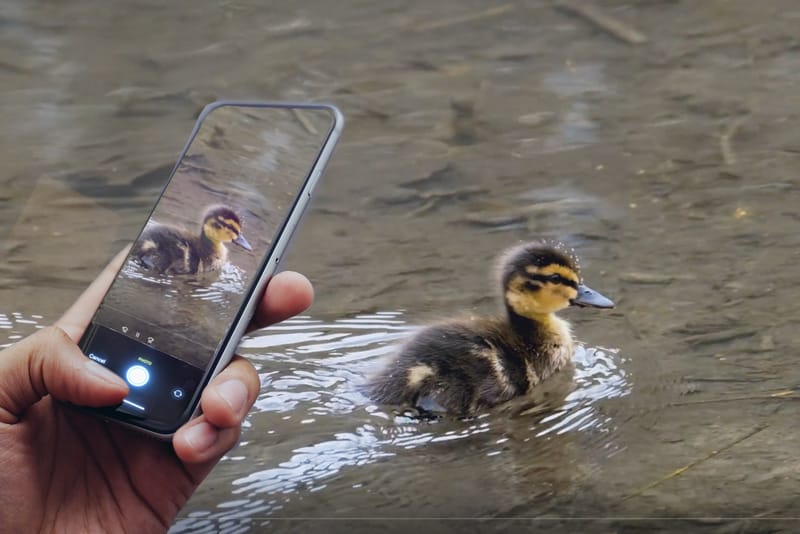 Nature Walk: East Side Wonders at Richard St. Barbe Baker Afforestation
