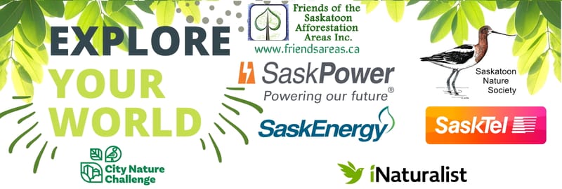 Afternoon Adventures: A Wildlife Journey at George Genereux Park