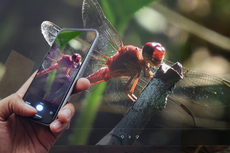 Biodiversity Species Search West Side Exploration at Richard St. Barbe Baker Afforestation Area