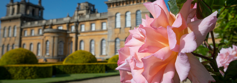 Blenheim Palace Flower Show 27th -29th June 2025