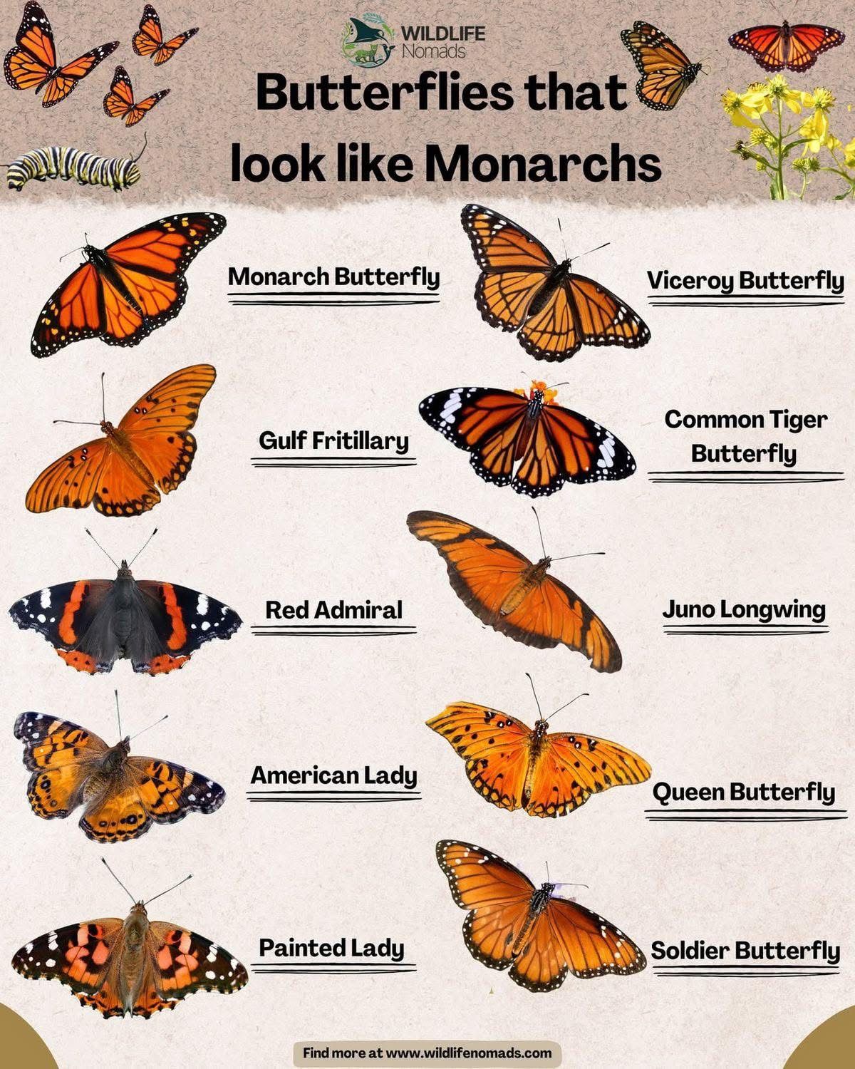 Wildlife Nomads Resources, Trivia, Games & Quizzes