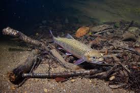 Snorkeling a Forest Creek in December