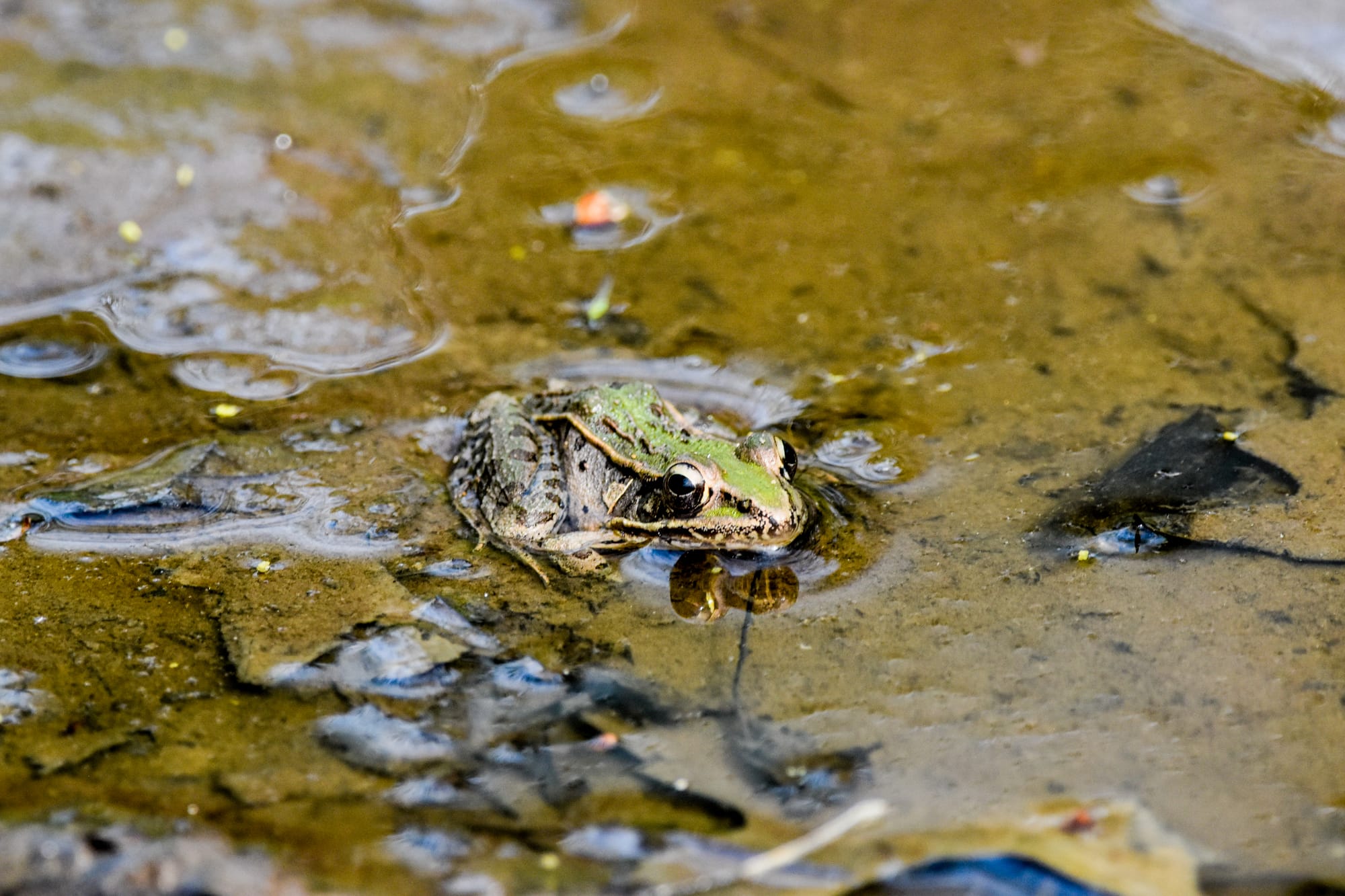 Frog and Toad Calls of Manitoba
