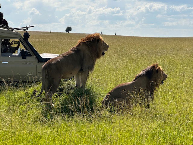Lions on Safari - we rule!