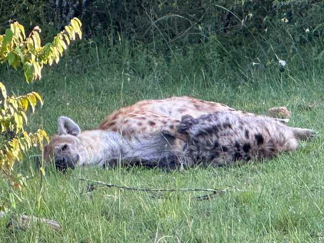 Hyena is either, Shenzi, Banzai, or Ed