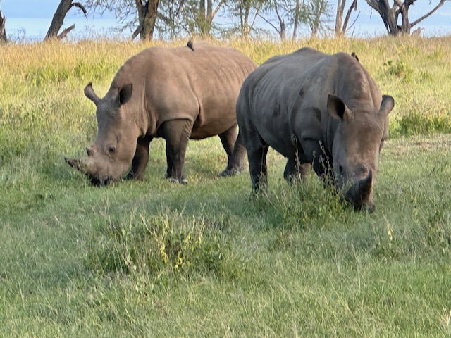 The amazing animals on Safari! - Rhinos Rule!