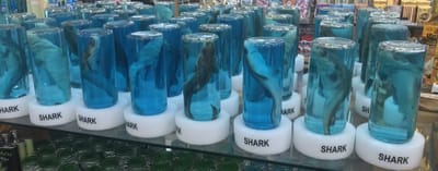 Dead Shark Souvenir