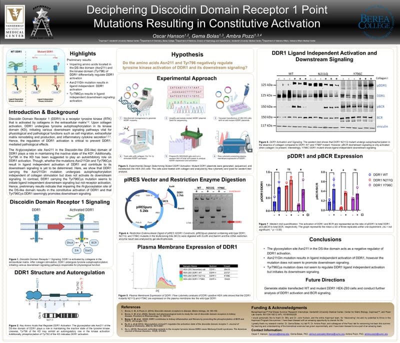 Deciphering Discoidin Domain Receptor 1 Point Mutations Resulting in Constitutive Activation