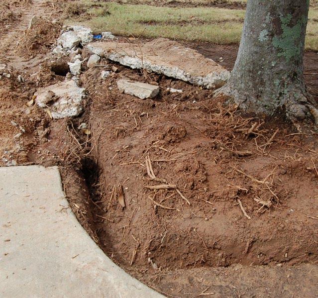 📸 TREE DAMAGE DOCUMENTATION