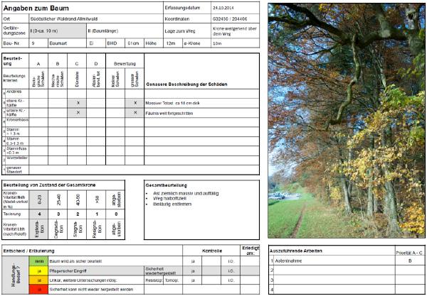 🌲 TREE RISK ASSESSMENT