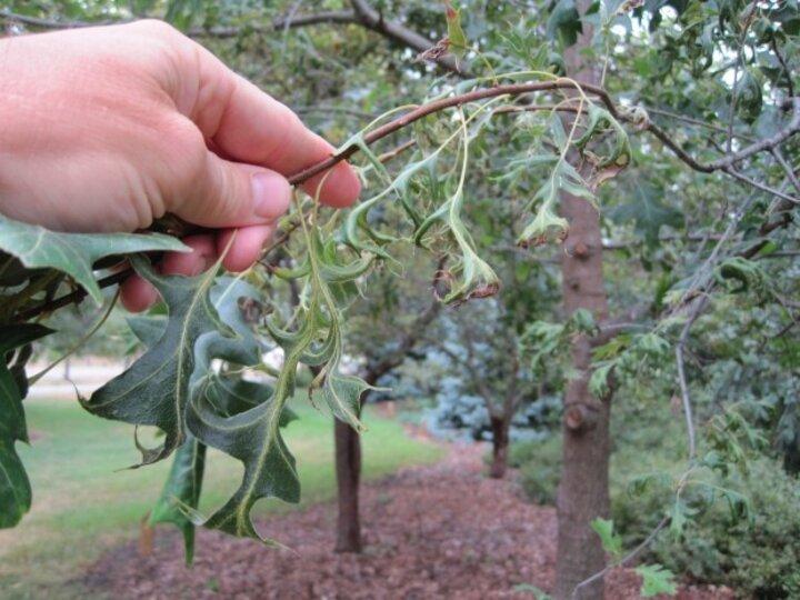 🌿 VEGETATION DAMAGE ASSESSMENT