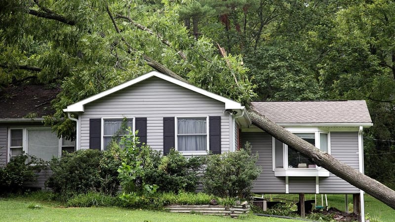 🏠 INSURANCE TREE CLAIM CONSULTING