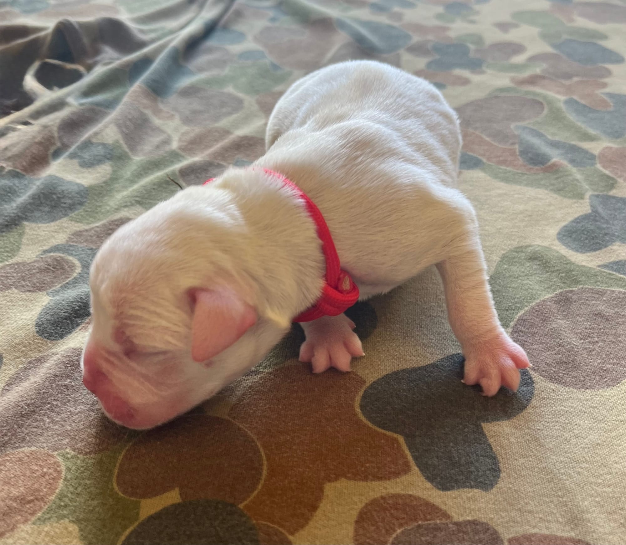 DOB: Friday the 11th of October 2025