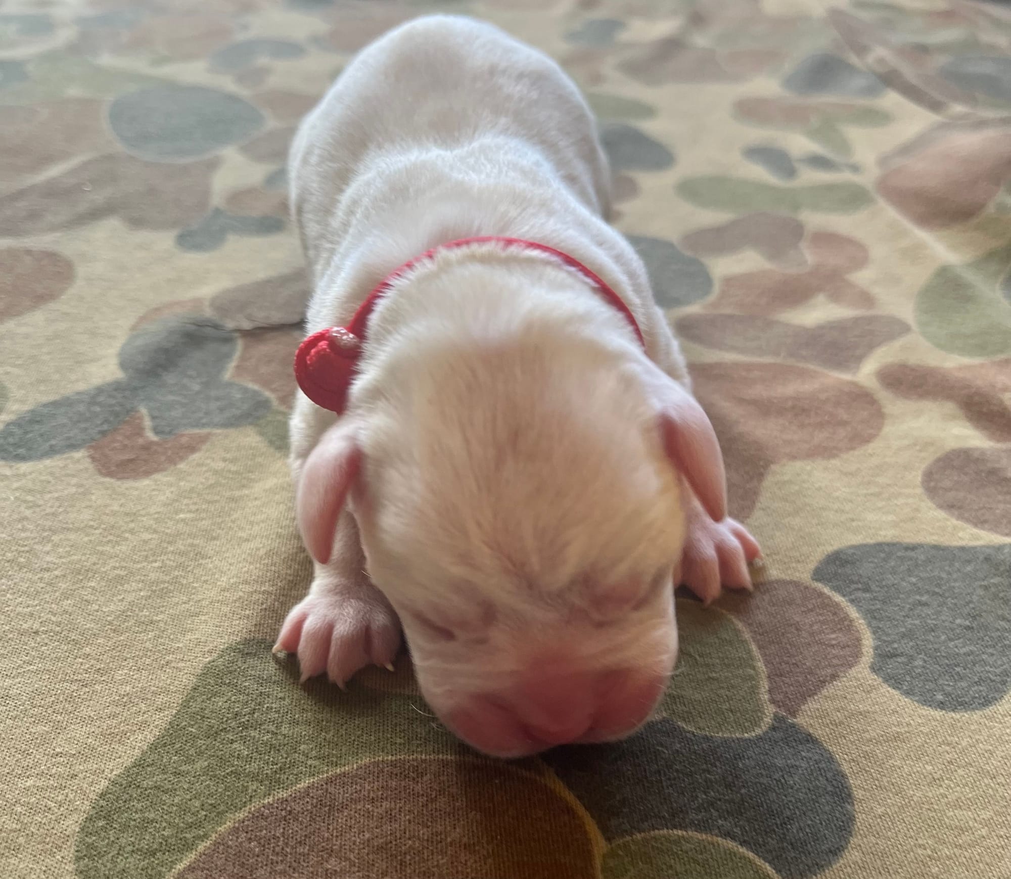 DOB: Friday the 11th of October 2025