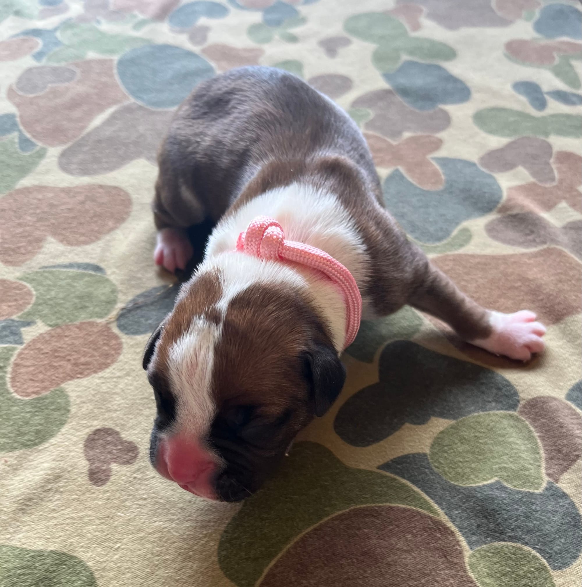 DOB: Friday the 11th of October 2025