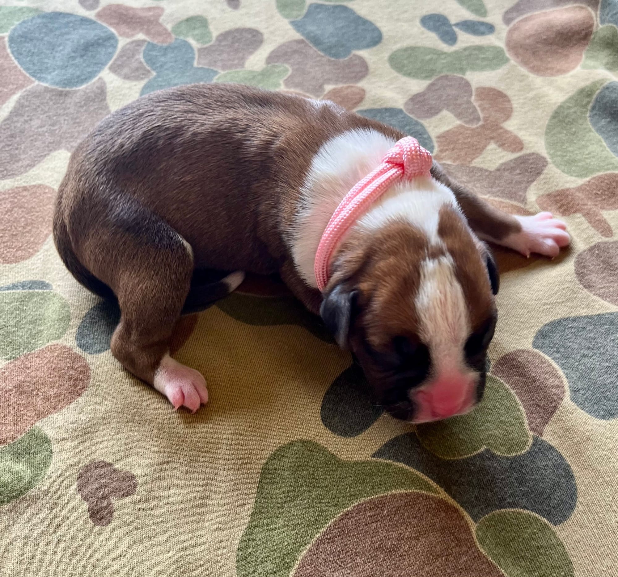 DOB: Friday the 11th of October 2025