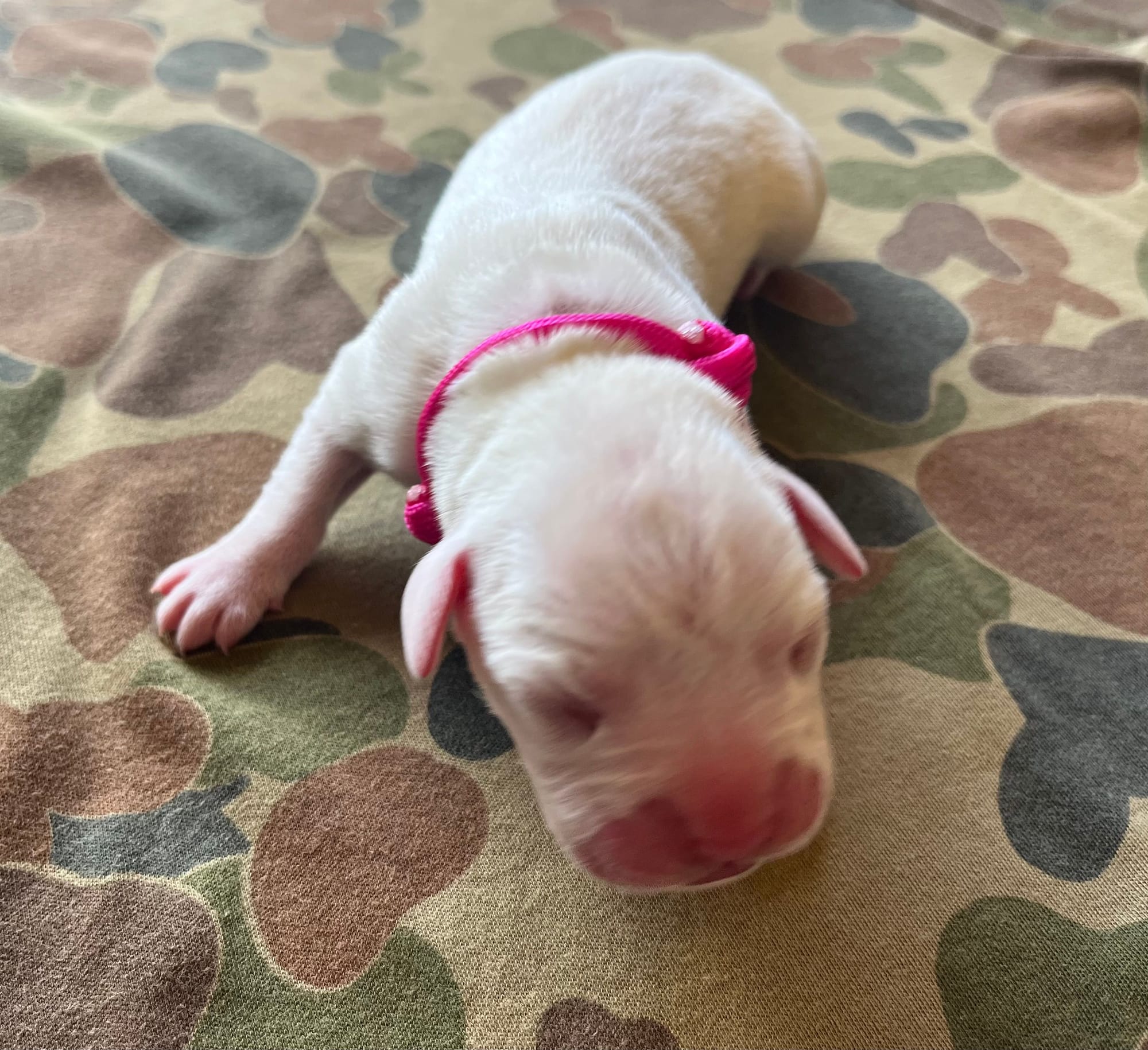 DOB: Friday the 11th of October 2025