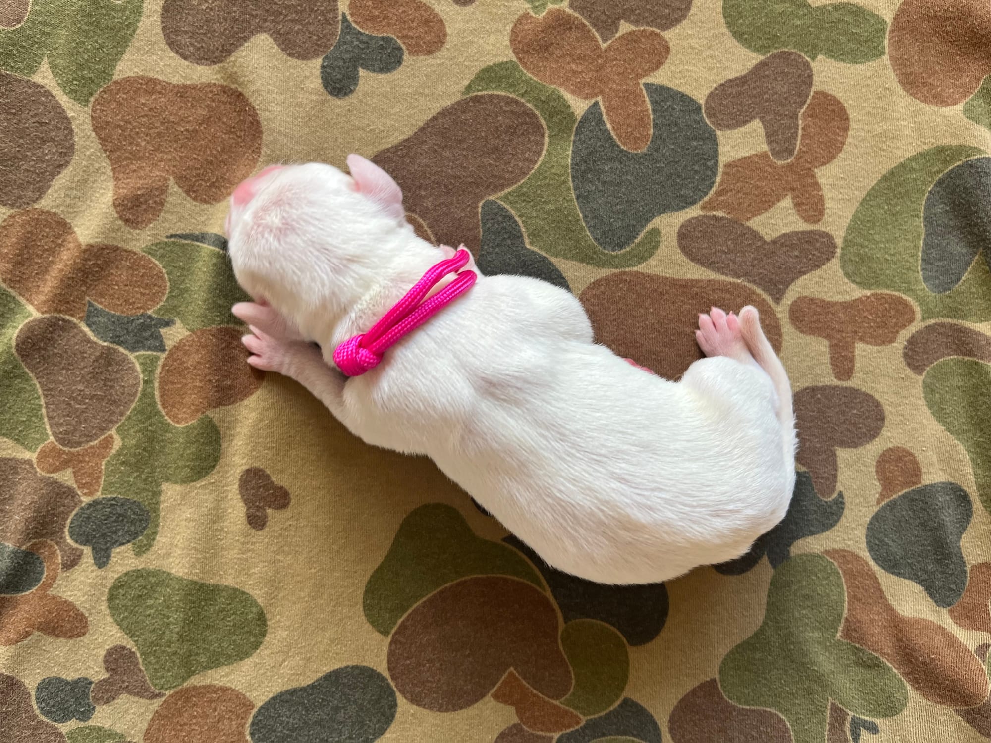 DOB: Friday the 11th of October 2025