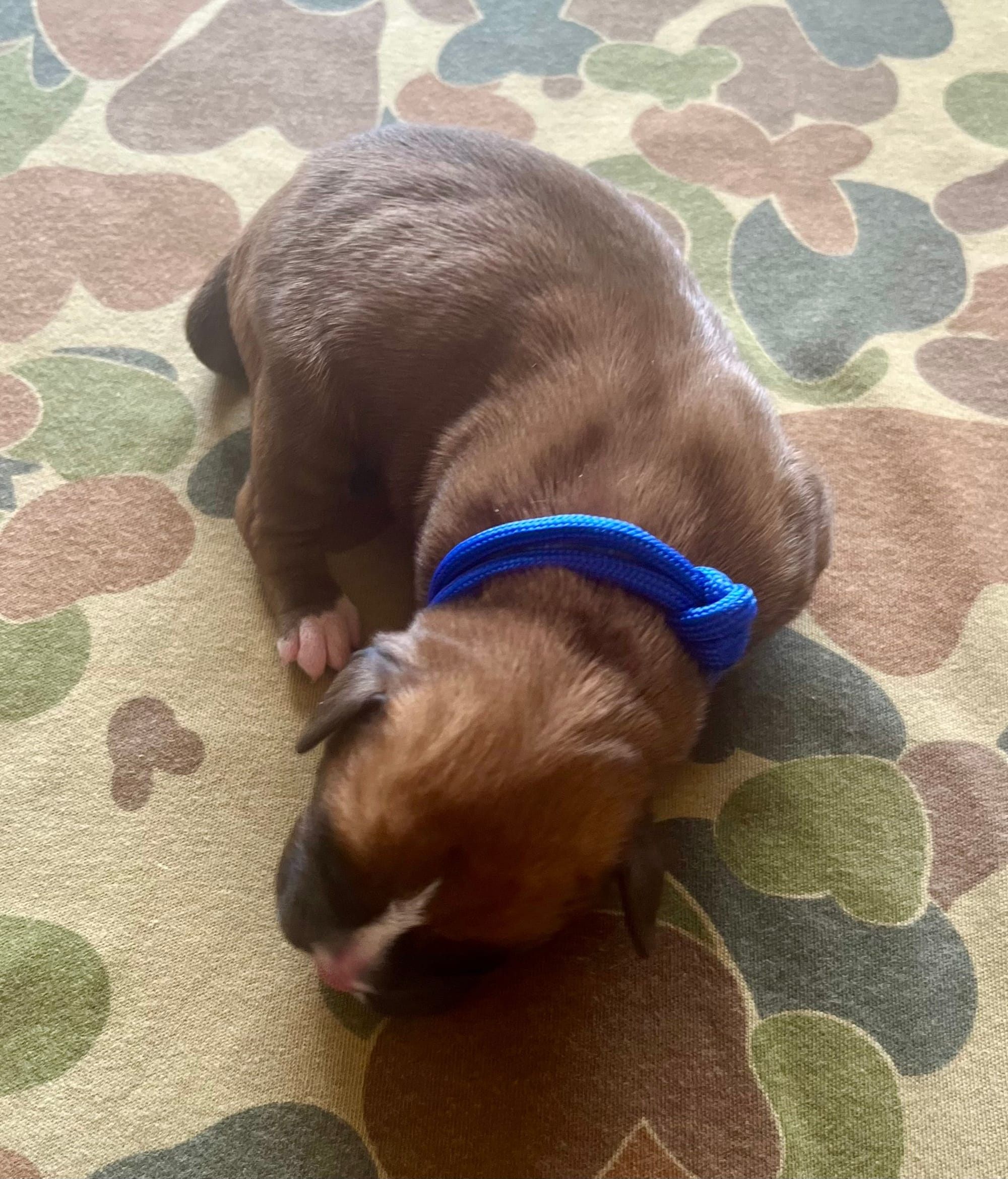 DOB: Friday the 11th of October 2025