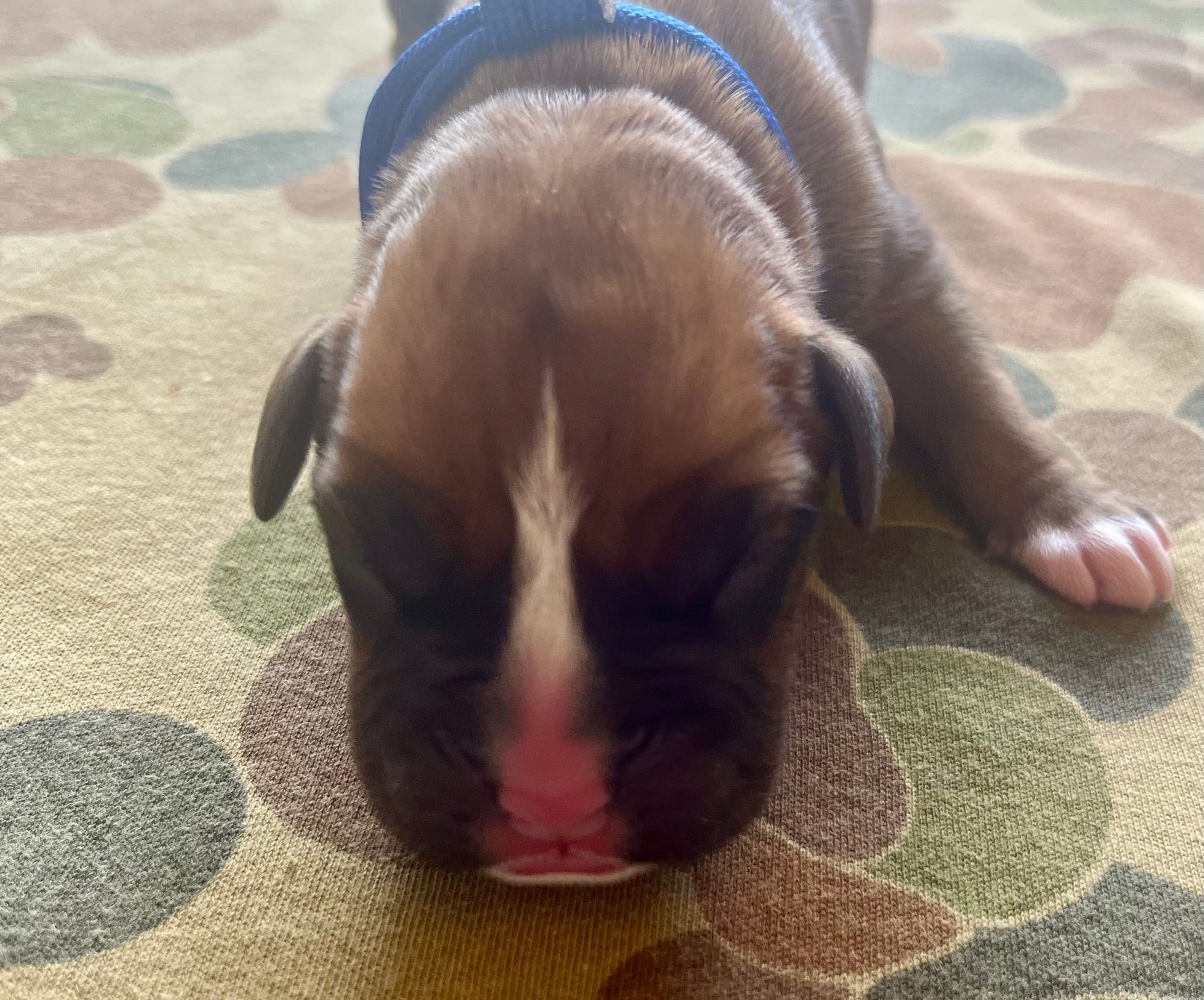 DOB: Friday the 11th of October 2025