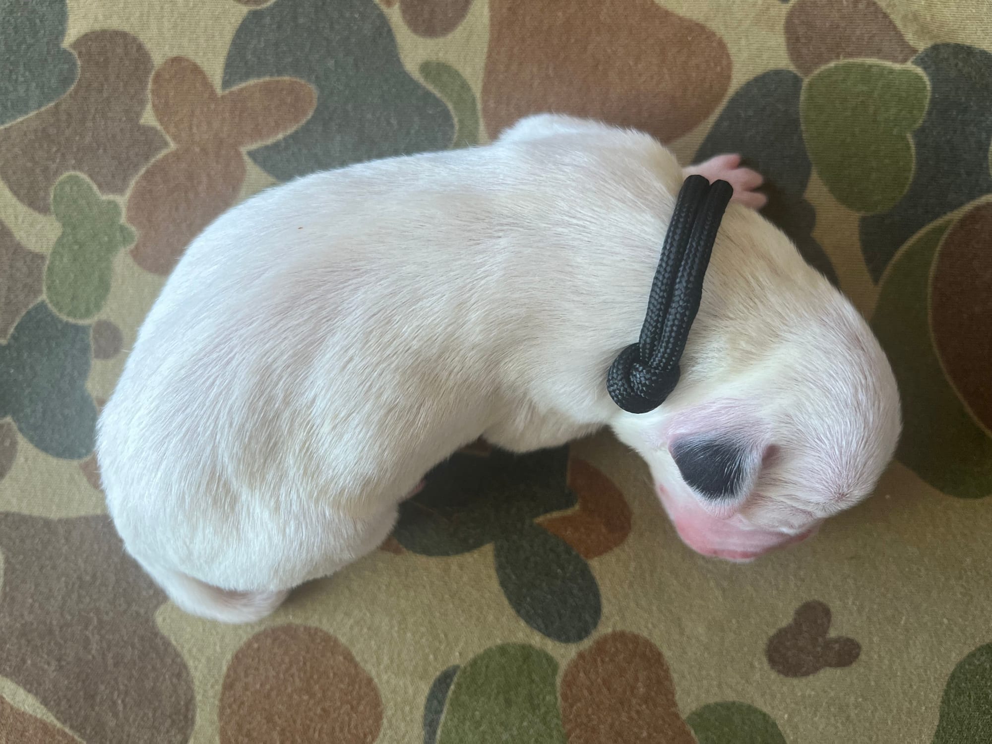 DOB: Friday the 11th of October 2025