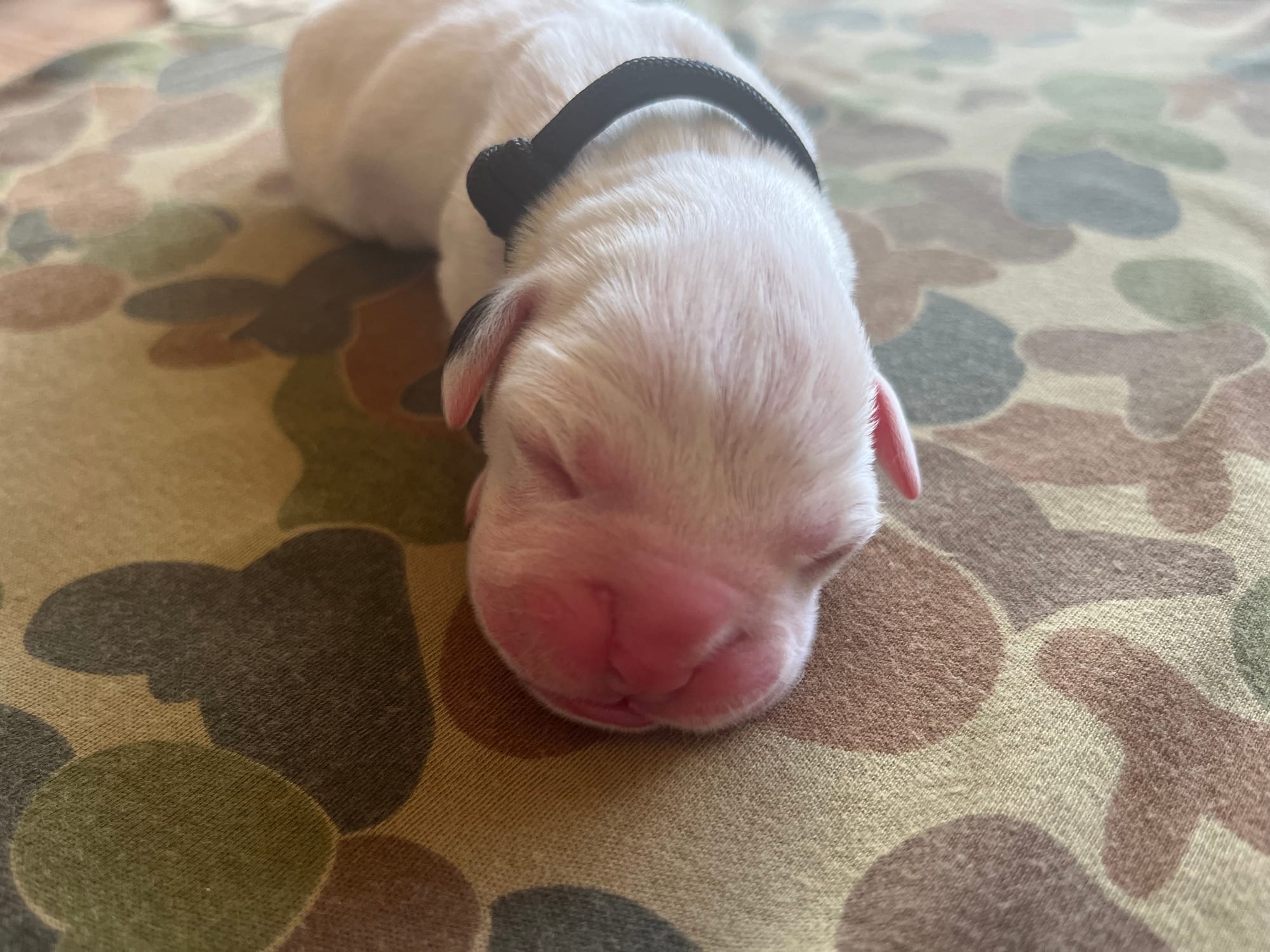 DOB: Friday the 11th of October 2025