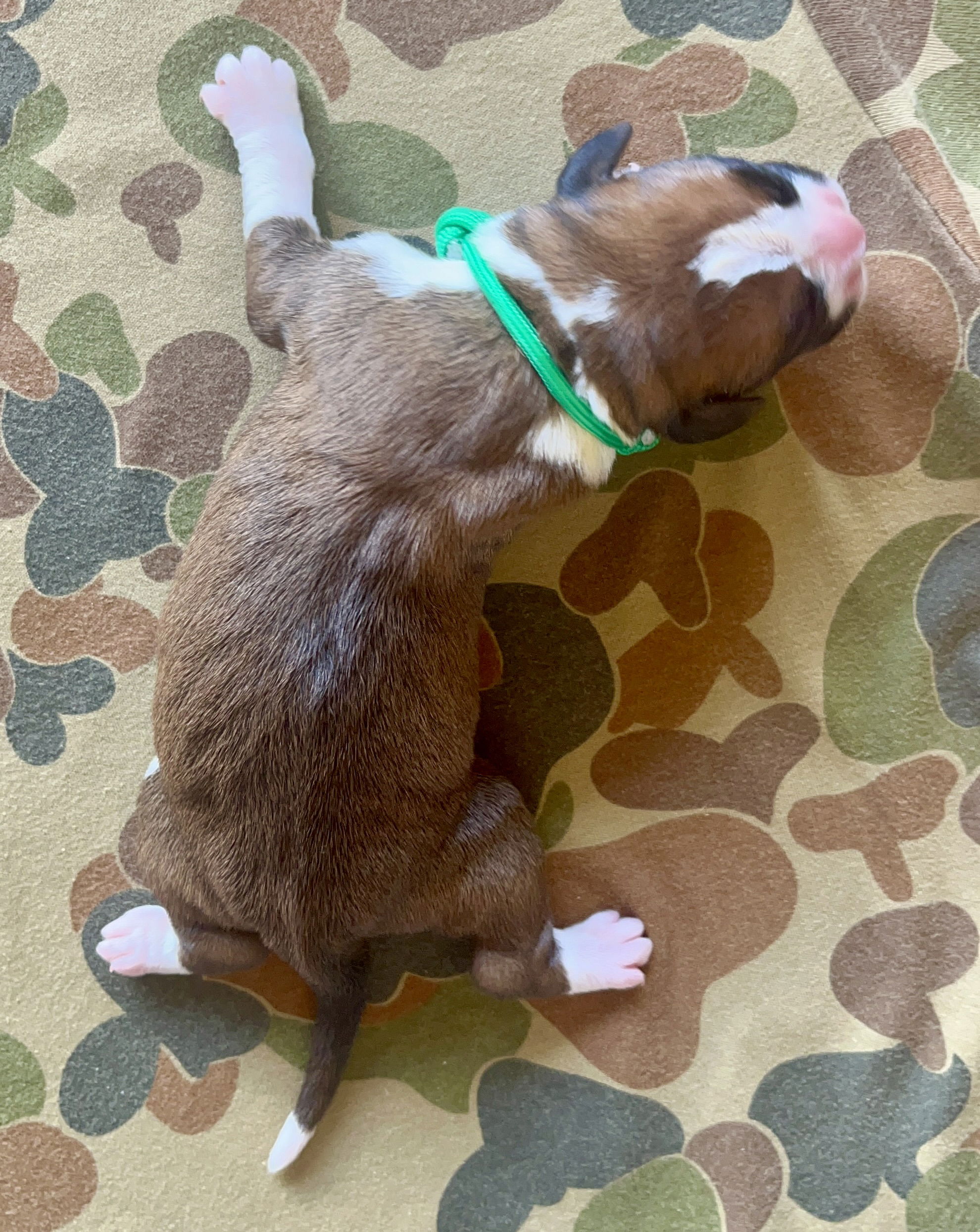 DOB: Friday the 11th of October 2025