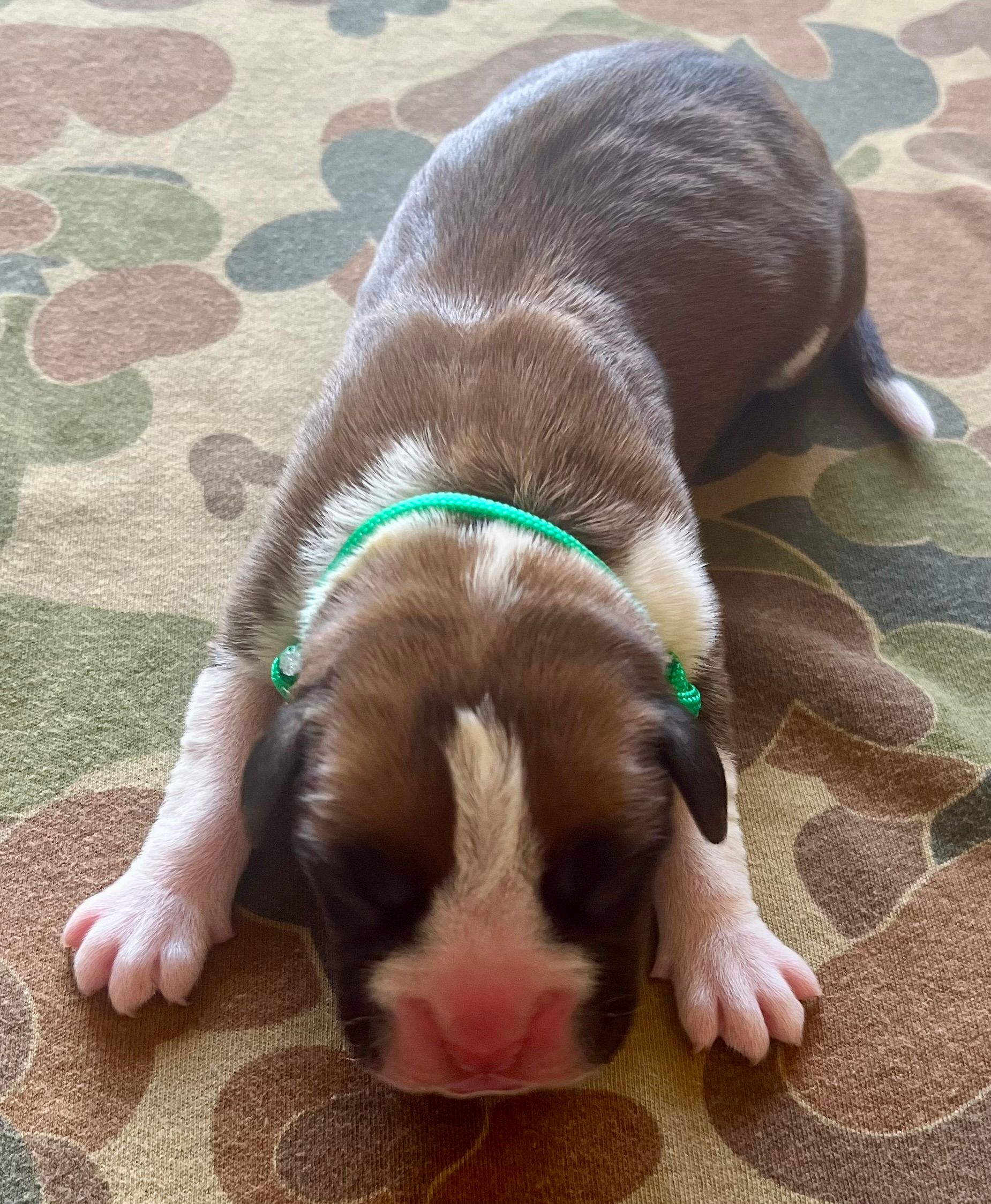 DOB: Friday the 11th of October 2025