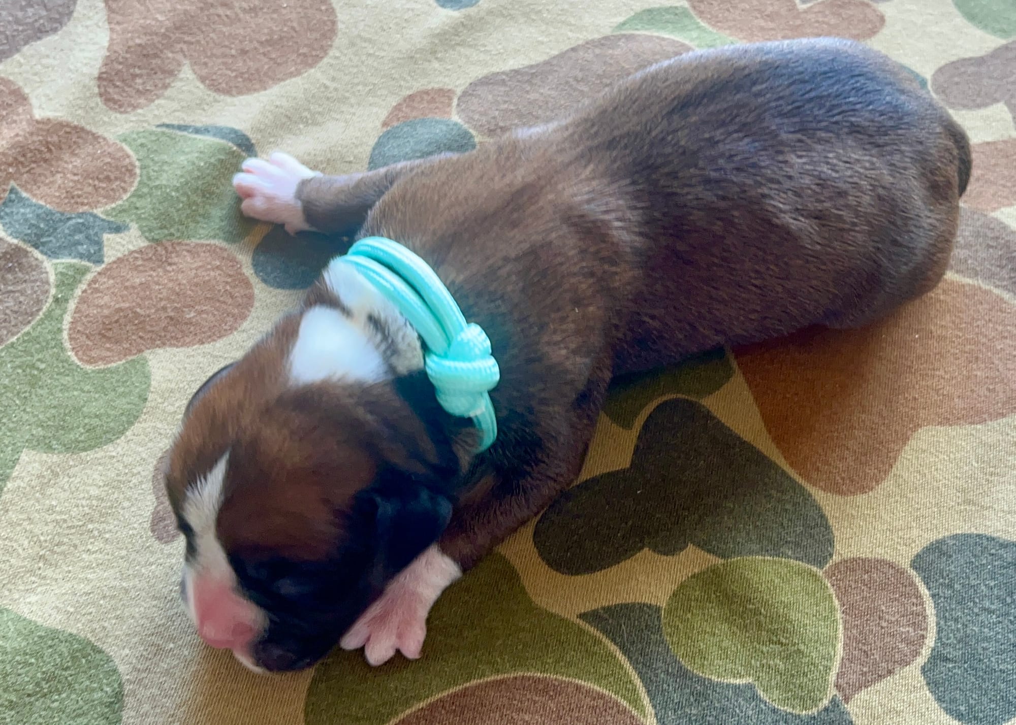 DOB: Friday the 11th of October 2025