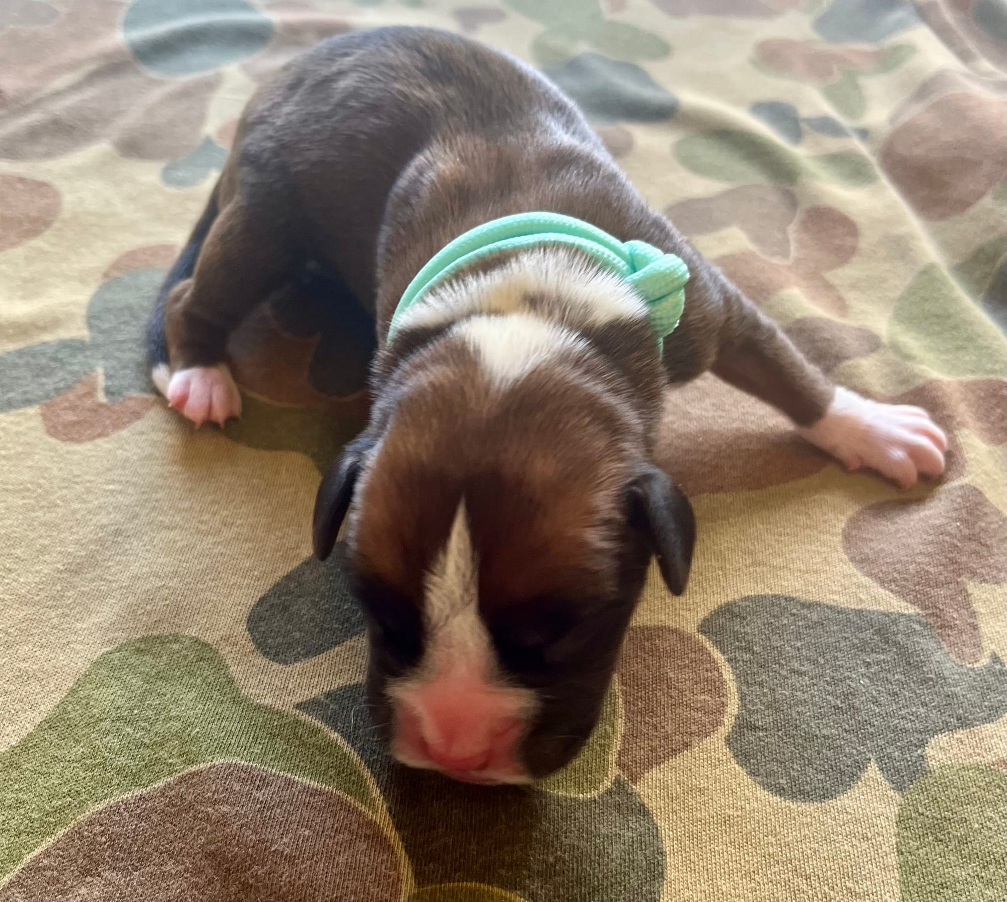 DOB: Friday the 11th of October 2025