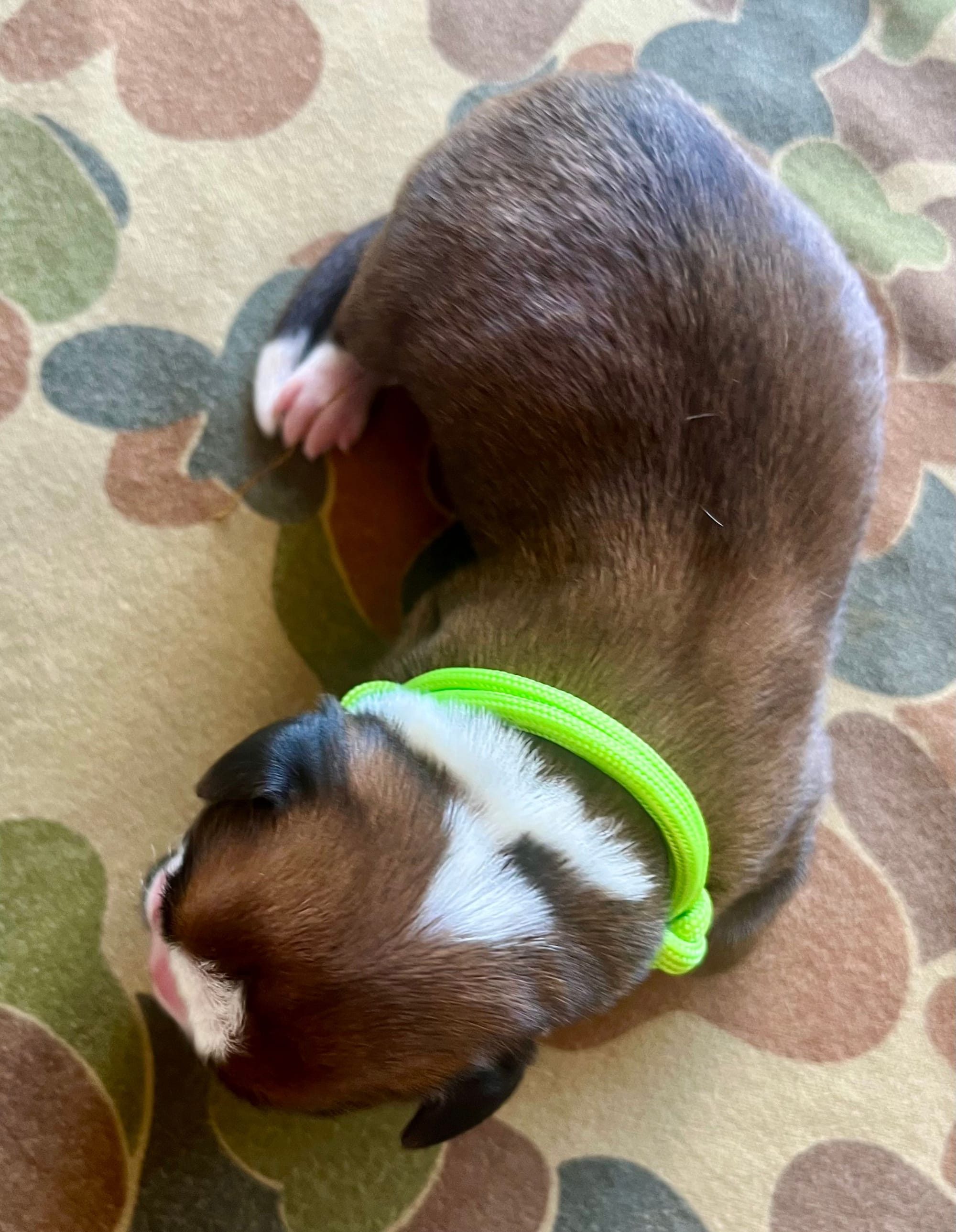 DOB: Friday the 11th of October 2025