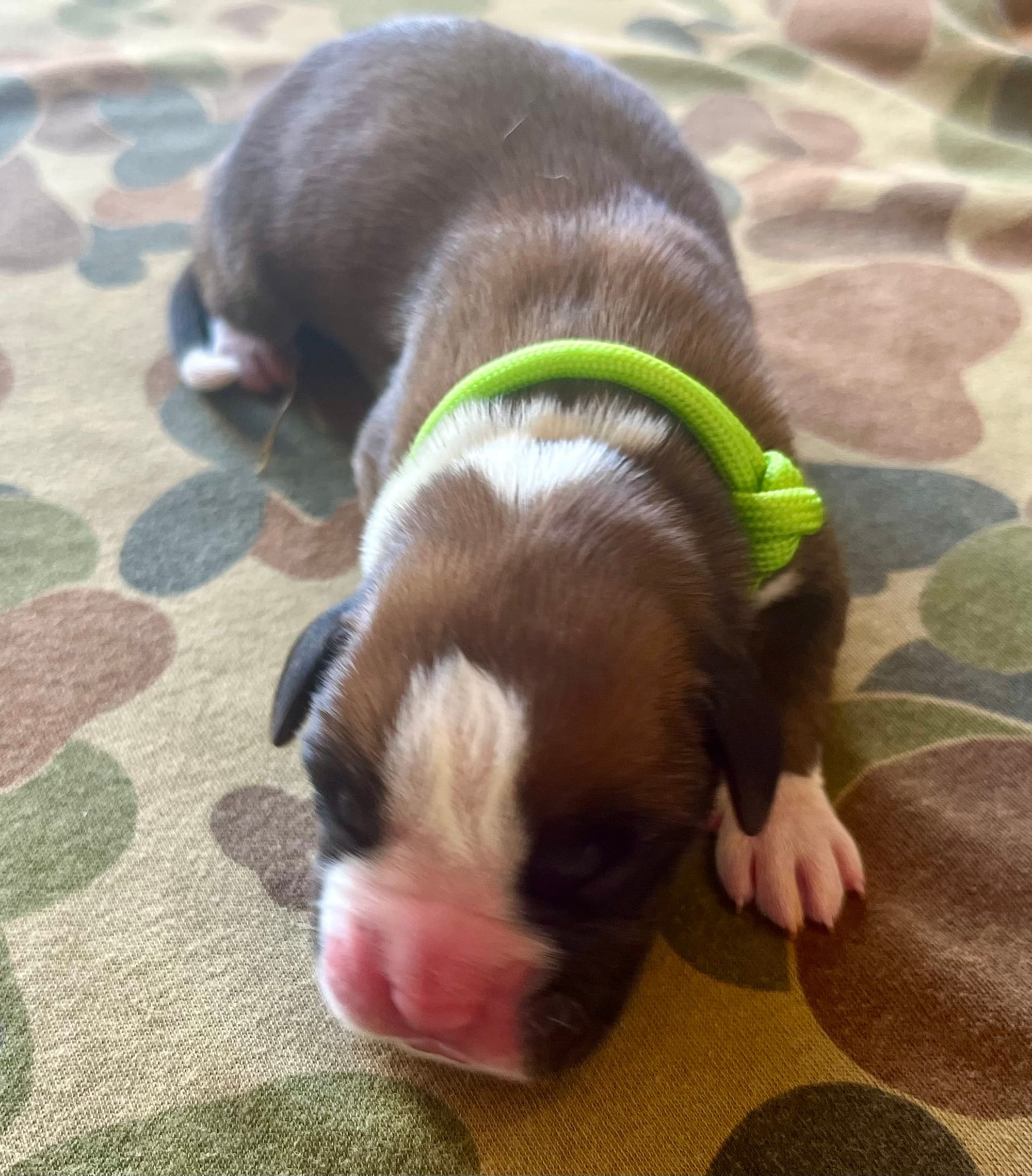 DOB: Friday the 11th of October 2025