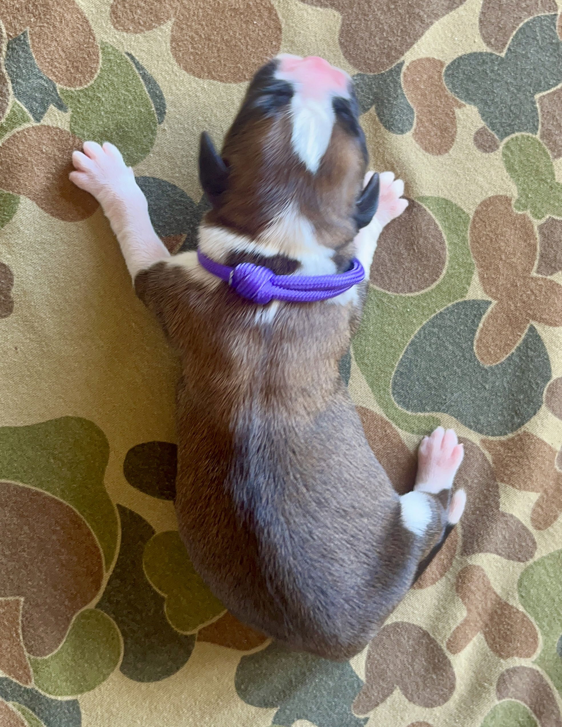 DOB: Friday the 11th of October 2025